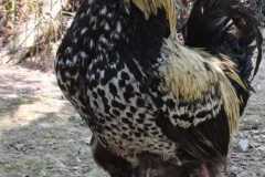 1_DCHT7318